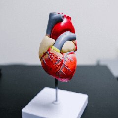 An anatomical heart model representing heart-conscious habits